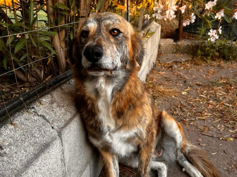 Stella – wo ist ihre Familie?