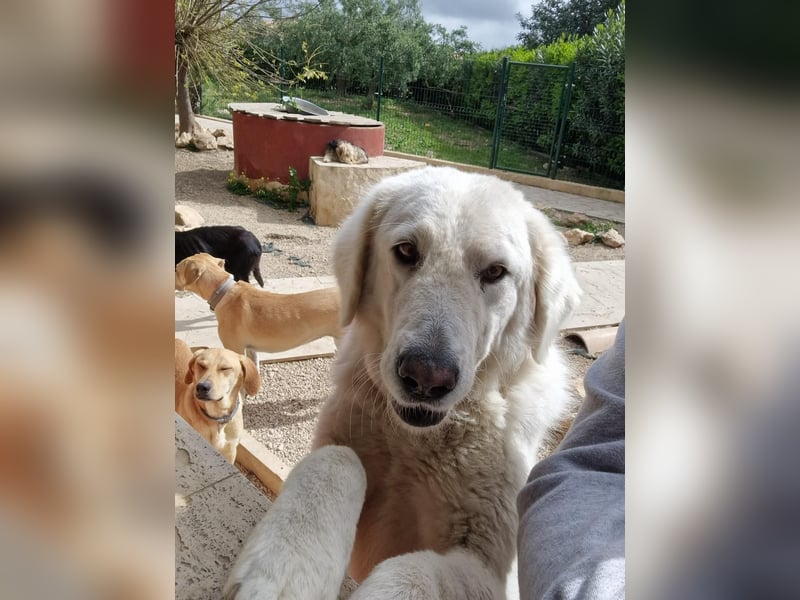 Nelly - sanfte große Herdenschutzhündin sucht Job bei lieben Menschen ;)