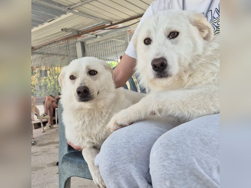 Milly und Mary - Weiße Engel auf 4 Pfoten ' bereit für ein neues Leben