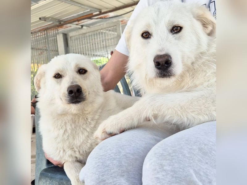 Milly und Mary - Weiße Engel auf 4 Pfoten ' bereit für ein neues Leben