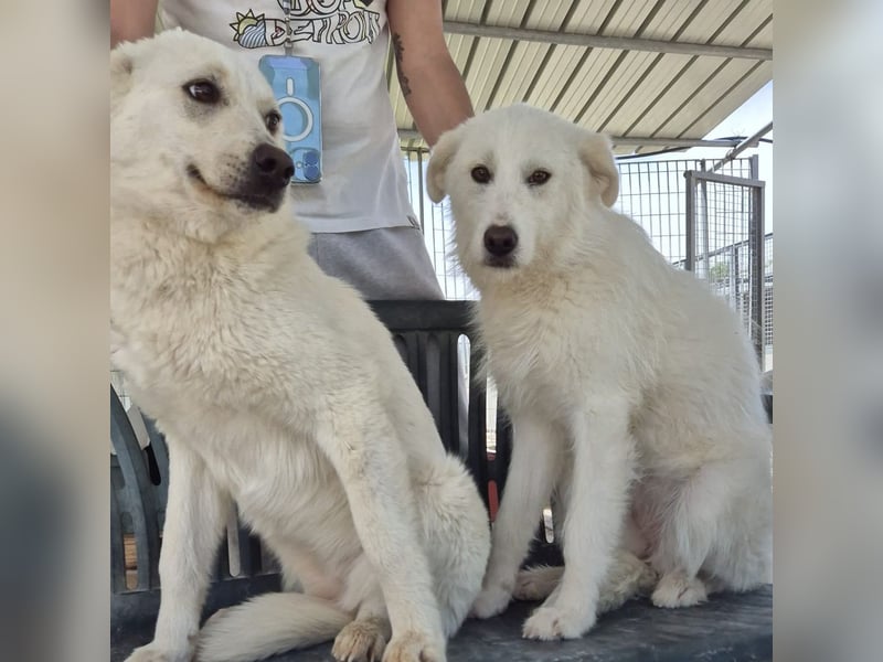 Milly und Mary - Weiße Engel auf 4 Pfoten ' bereit für ein neues Leben