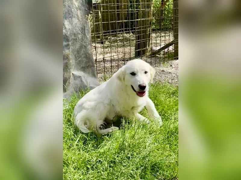 Ambra - drei, zwei, eins? meins!