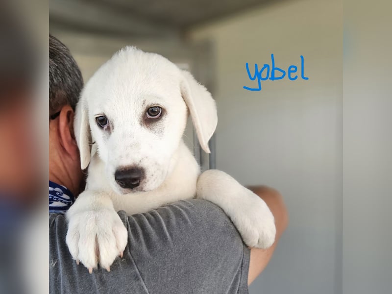Yobel- möchte spielen, toben, schmusen