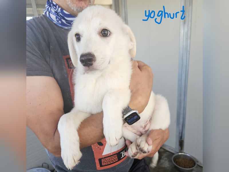 Yoghurt: möchte spielen, toben, schmusen