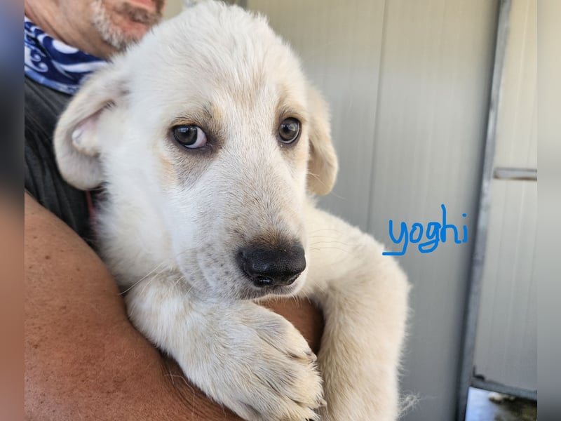 Yoghurt: möchte spielen, toben, schmusen