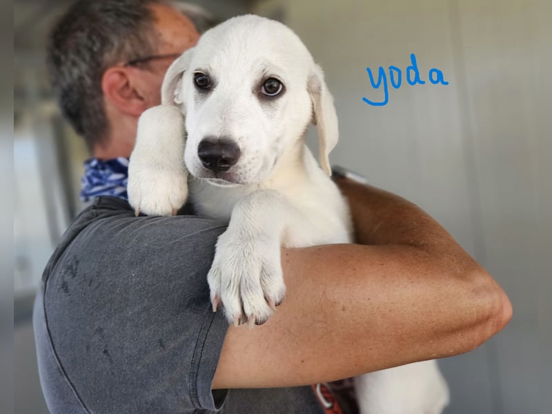 Yoghurt: möchte spielen, toben, schmusen