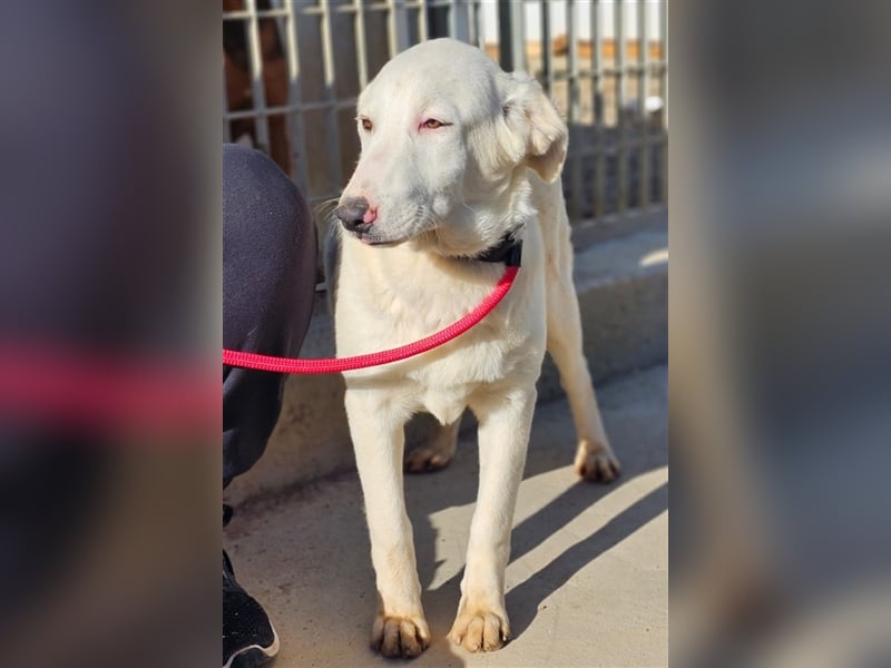 Astrid - verantwortungsbewusstes Zuhause gesucht