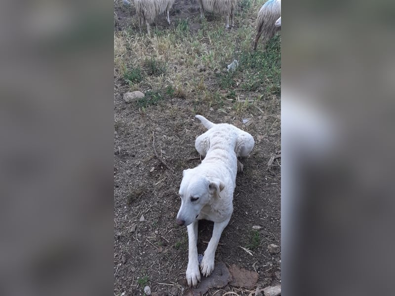 Pupi - eine Herdenschützerin hat ihren Job verloren