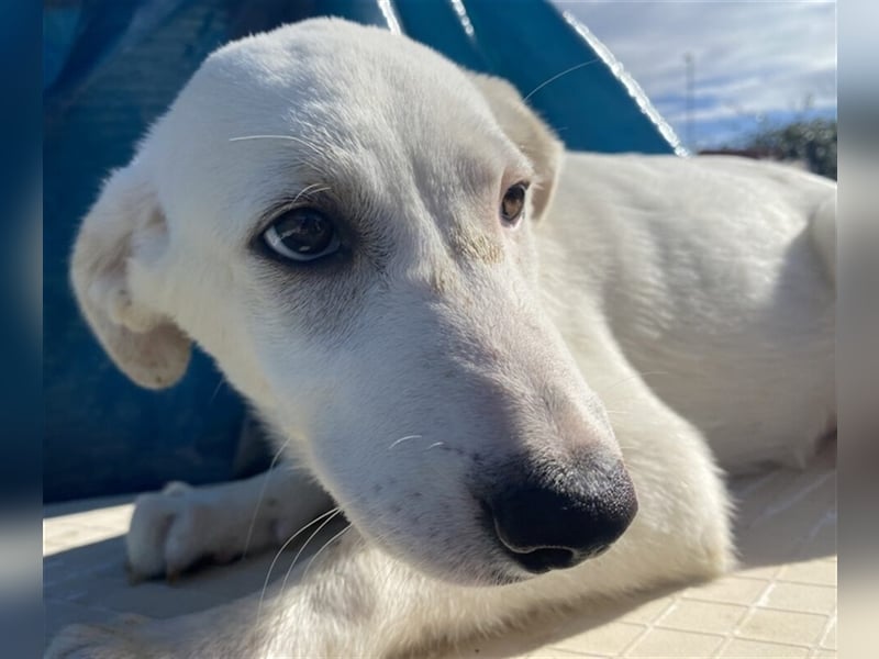 Astrid - verantwortungsbewusstes Zuhause gesucht