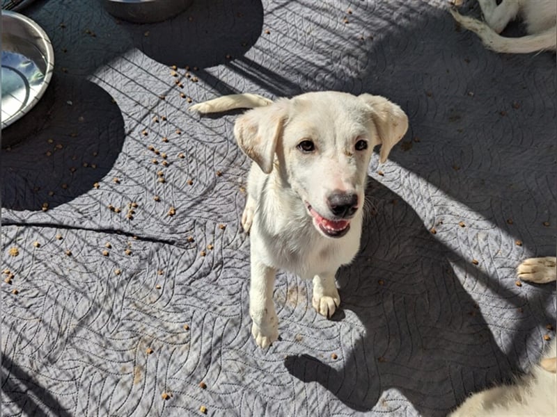 Astrid - verantwortungsbewusstes Zuhause gesucht