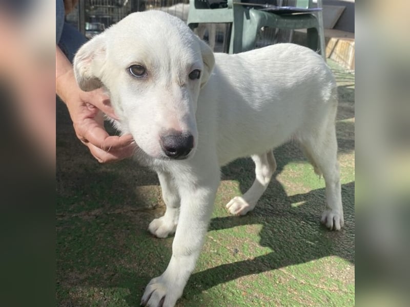 Astrid - verantwortungsbewusstes Zuhause gesucht