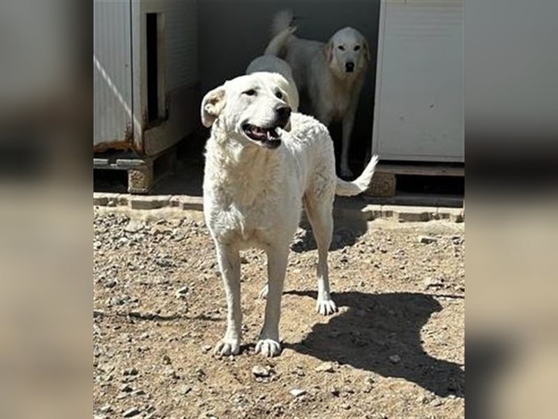 Pupi - eine Herdenschützerin hat ihren Job verloren