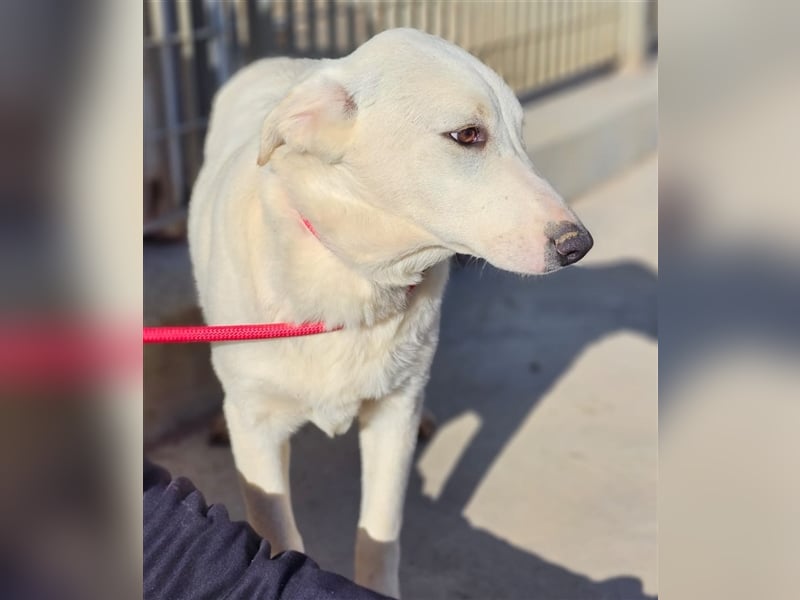 Astrid - verantwortungsbewusstes Zuhause gesucht