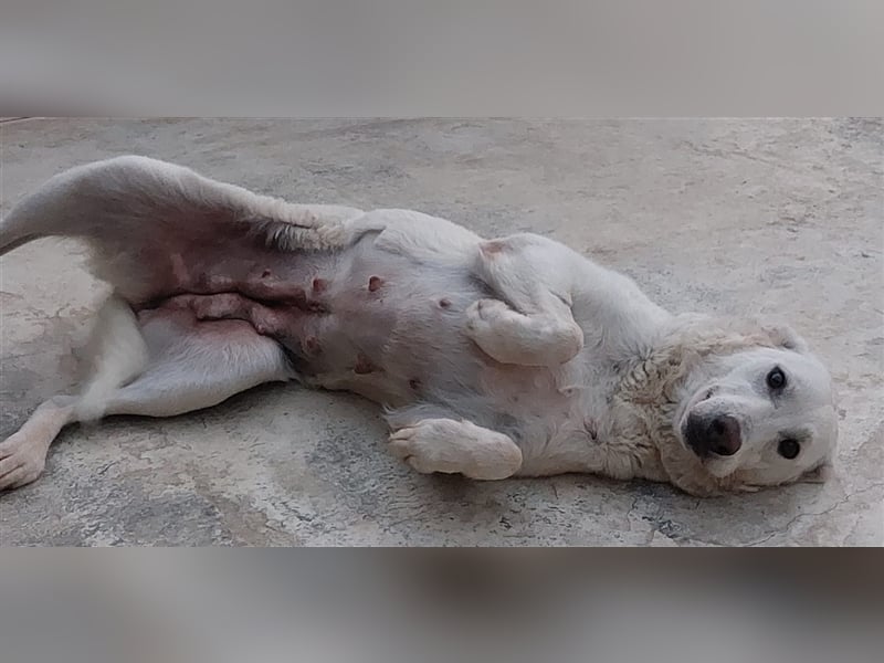 Pupi - eine Herdenschützerin hat ihren Job verloren