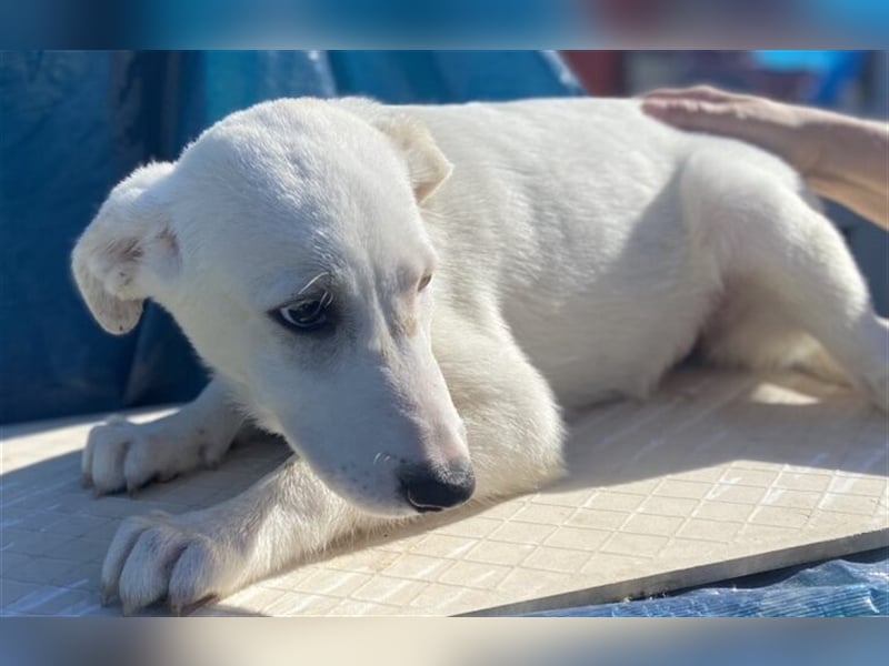 Astrid - verantwortungsbewusstes Zuhause gesucht
