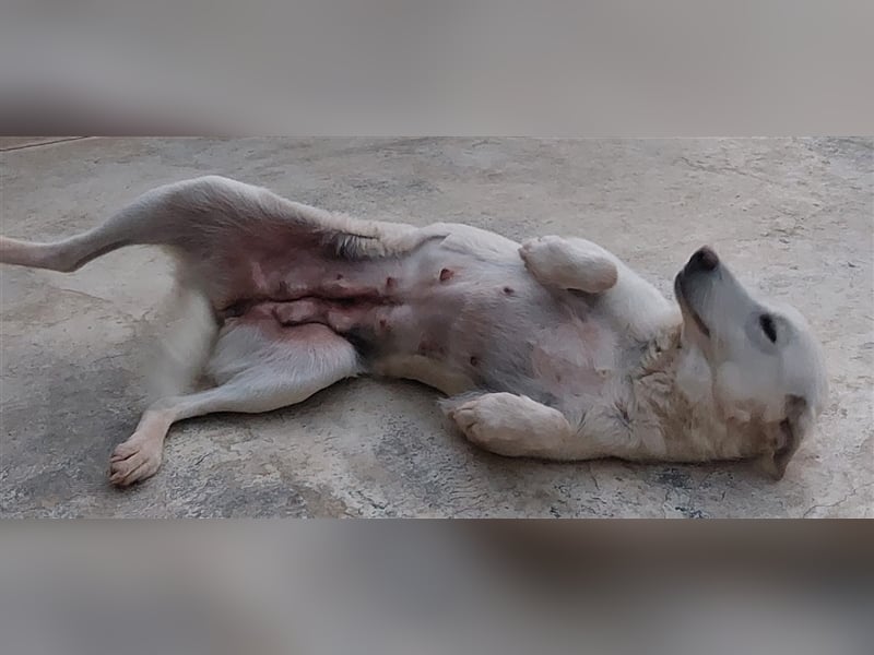 Pupi - eine Herdenschützerin hat ihren Job verloren
