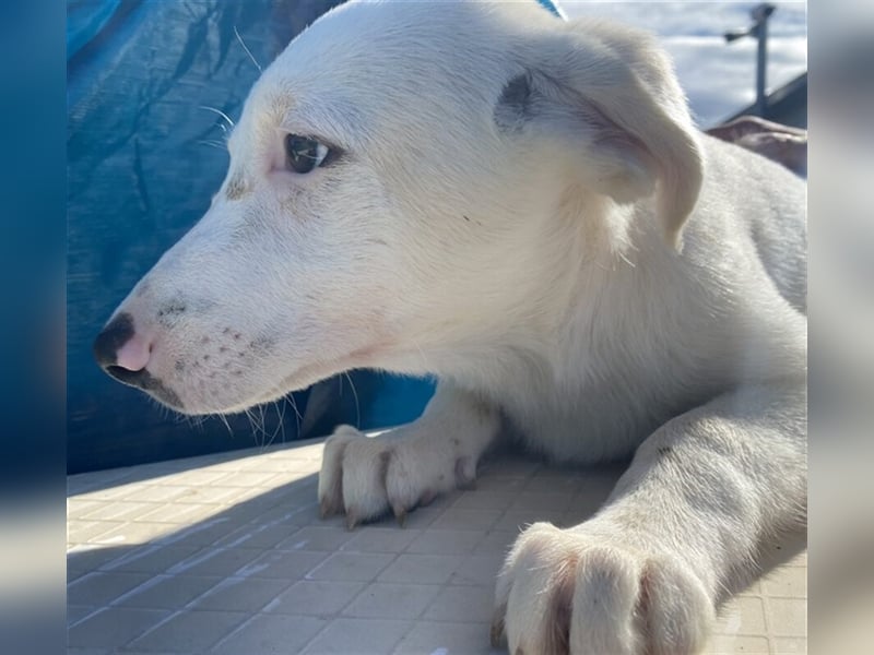 Astrid - verantwortungsbewusstes Zuhause gesucht