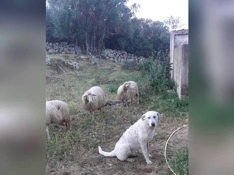 Pupi - eine Herdenschützerin hat ihren Job verloren