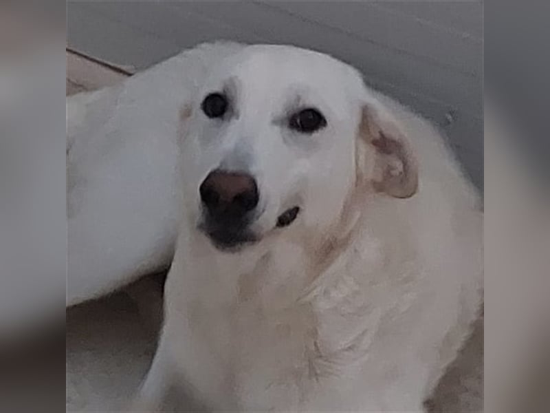 Pupi - eine Herdenschützerin hat ihren Job verloren