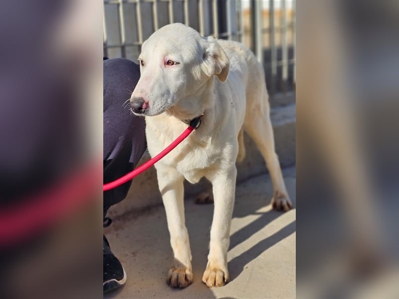 Astrid - verantwortungsbewusstes Zuhause gesucht