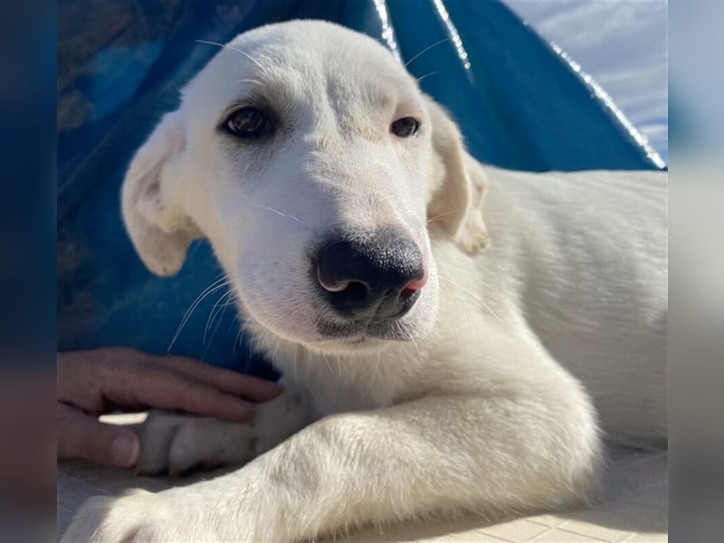 Astrid - verantwortungsbewusstes Zuhause gesucht