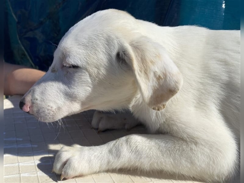Astrid - verantwortungsbewusstes Zuhause gesucht