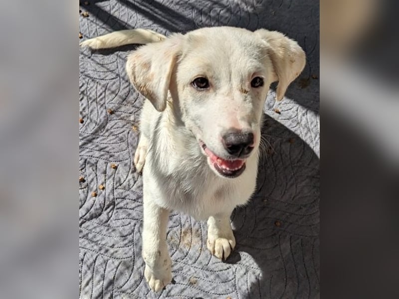 Astrid - verantwortungsbewusstes Zuhause gesucht