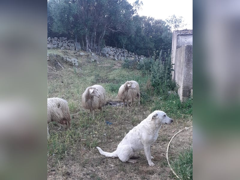 Pupi - eine Herdenschützerin hat ihren Job verloren