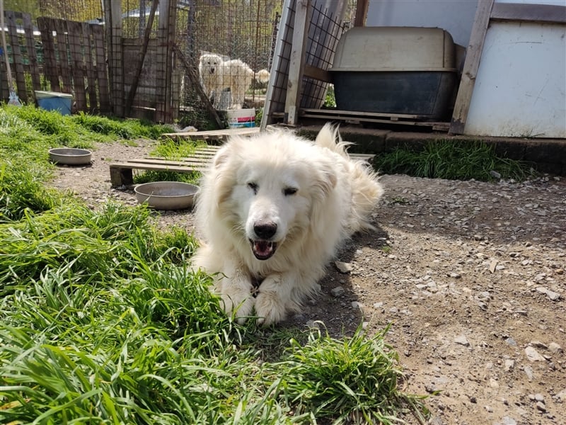 Soja