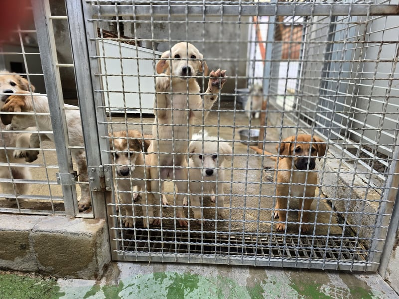 Tito: ein Wuschel zum Verlieben