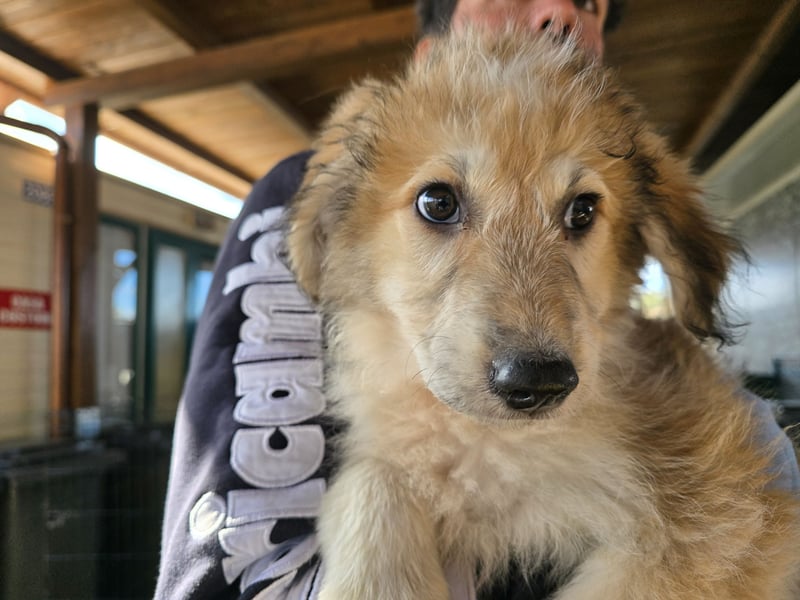 Tito: ein Wuschel zum Verlieben