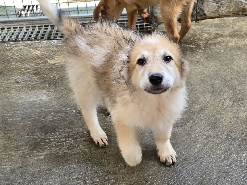 Tito: ein Wuschel zum Verlieben