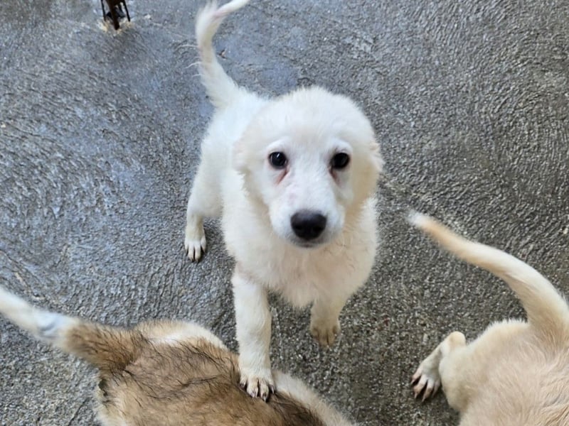 Taco: ein Wuschel zum Verlieben