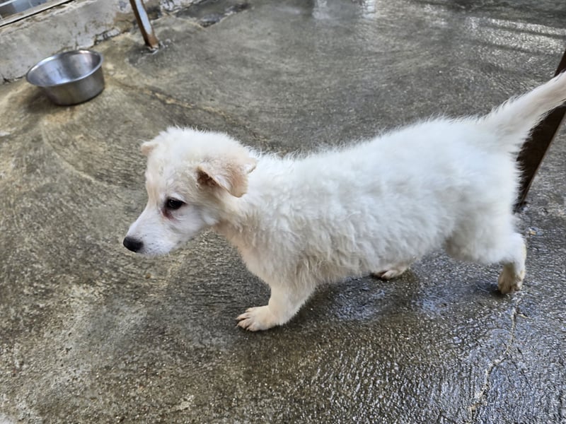 Taco: ein Wuschel zum Verlieben