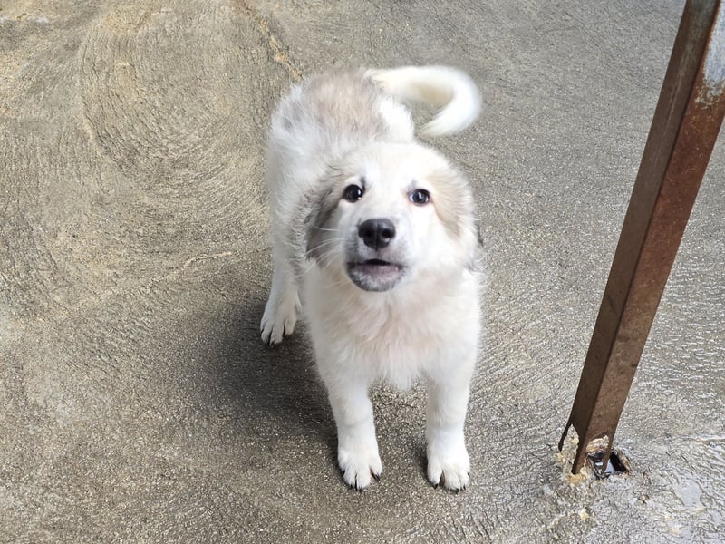 Tancredi: ein Wuschel zum Verlieben