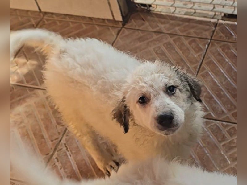 Baxter: wann darf ich über Wiesen laufen?