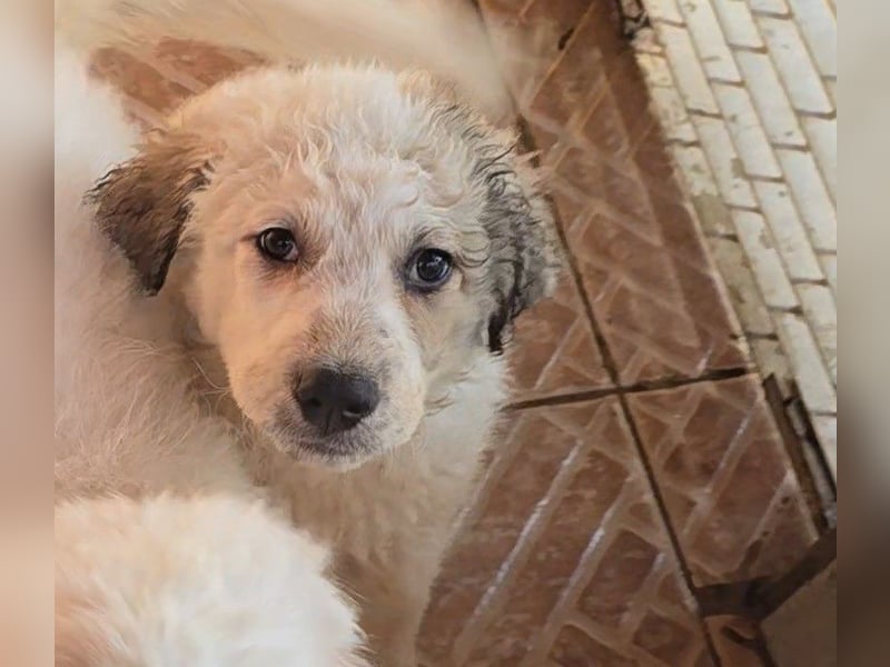 Baxter: wann darf ich über Wiesen laufen?