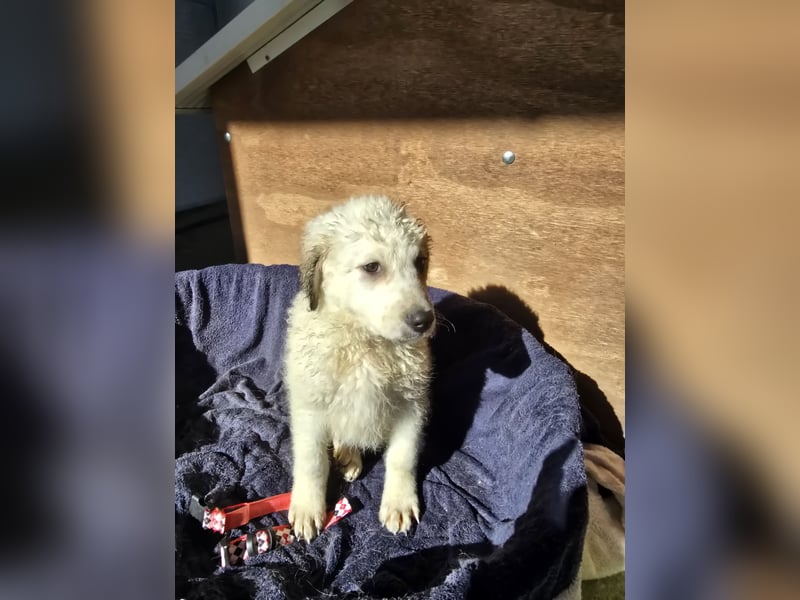 Baxter: sein Wunsch: einmal über Wiesen laufen...