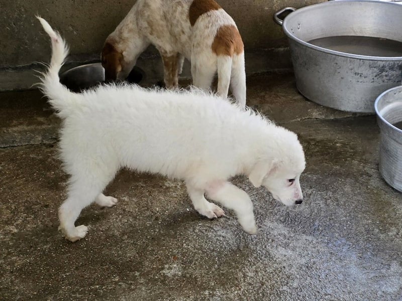Taco: ein Wuschel zum Verlieben