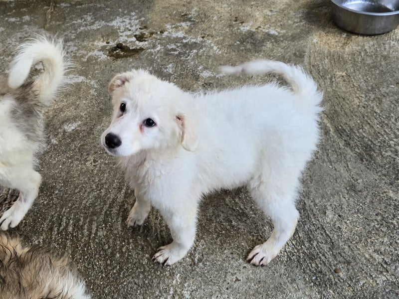 Taco: ein Wuschel zum Verlieben