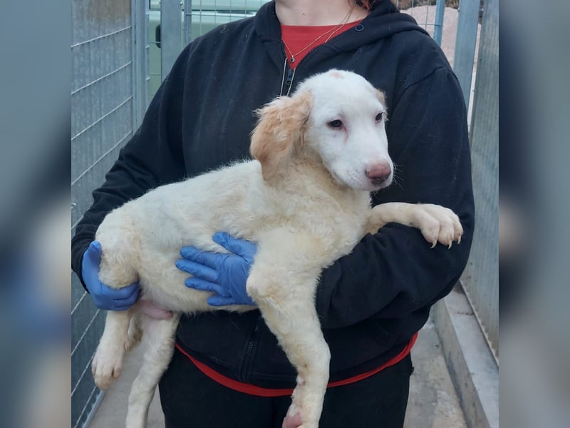 Bubo: so klein und so allein