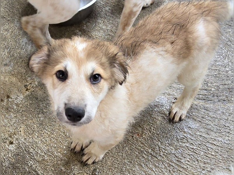 Tao: ein Wuschel zum Verlieben