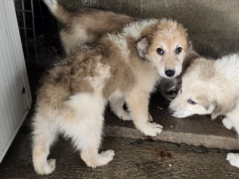 Tao: ein Wuschel zum Verlieben