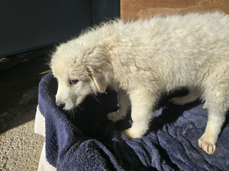 Betty: weiße Zaubermaus