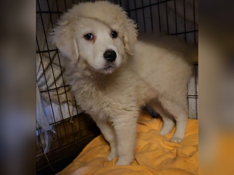 Betty: weiße Zaubermaus