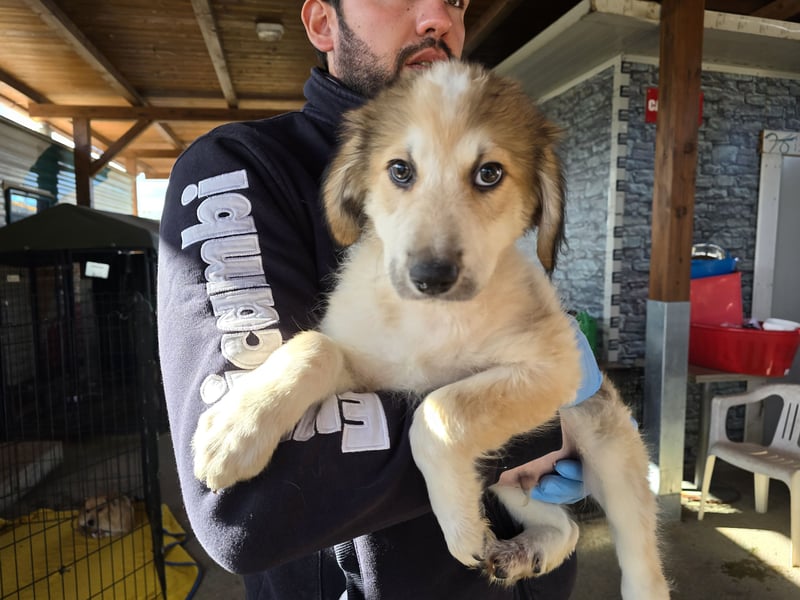 Tao: ein Wuschel zum Verlieben