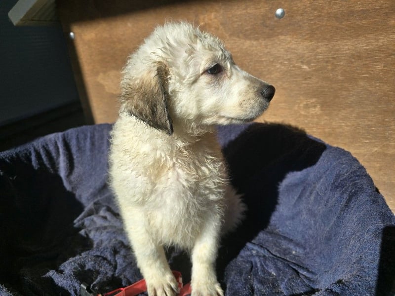 Baxter: sein Wunsch: einmal über Wiesen laufen...