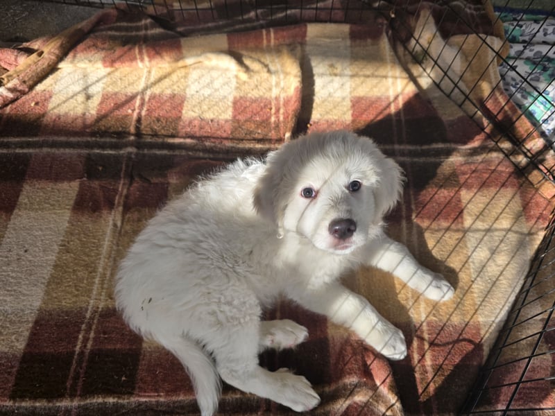 Silvestrino: mit Schwung ins neue Jahr