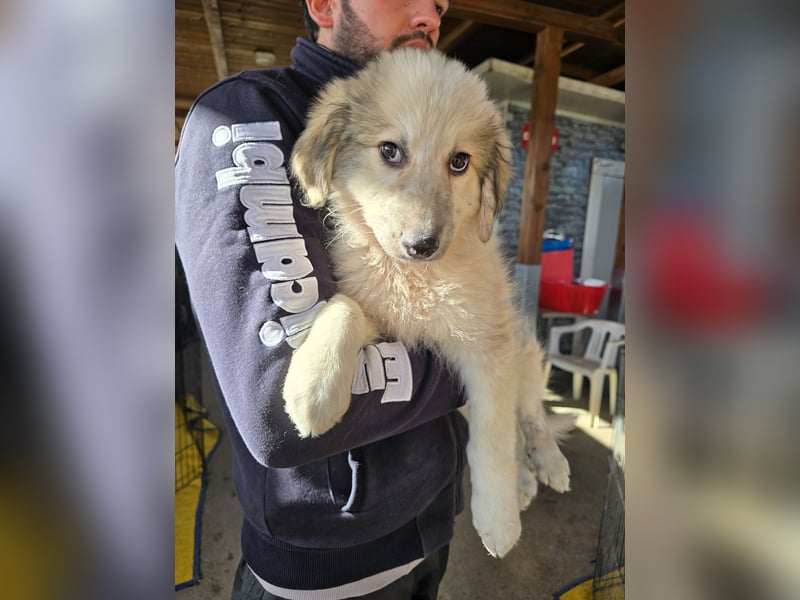 Tancredi: ein Wuschel zum Verlieben