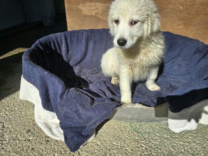 Betty: weiße Zaubermaus